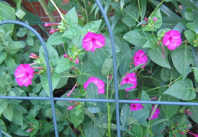 Garden Time for four o'clocks